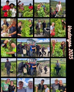 Une semaine sans sécateur ! ✂️ 

✨Vendanges 2025 : des journées rythmées par les efforts intenses, les rires, les rencontres, les petites coupures et surtout d’innombrables moments de partage. 💛🍇 #champagnefeneuilpointillart #chamery #champagnepremiercru #vendanges2025