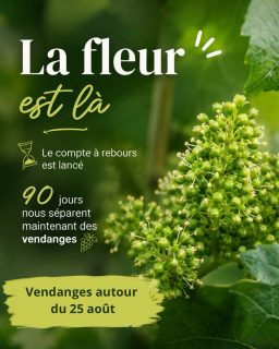 Vendanges 2026, le compte à rebours est lancé ⏳

La fleur est là ! et dans notre vignoble, on dit souvent :

“90 jours après la fleur… les vendanges !” 🍇

Même si la météo garde toujours son mot à dire.. ça nous annonce une vendange autour du 25 août ! 

A confirmer.

#VigneEnFleur #Vendanges2026 #VieDeVigneron #Millésime2026