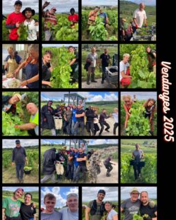 Une semaine sans sécateur ! ✂️ 

✨Vendanges 2025 : des journées rythmées par les efforts intenses, les rires, les rencontres, les petites coupures et surtout d’innombrables moments de partage. 💛🍇 #champagnefeneuilpointillart #chamery #champagnepremiercru #vendanges2025