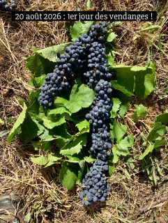 C’est parti pour les vendanges. Jour 1 en ce 20 août 2026, c’est tôt ! Mais l’équipe est motivée et les raisins sont beaux. Alors on y va !!! #champagnefeneuilpointillart  #vendanges2026 #champagnelovers